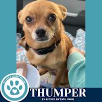Thumbnail photo of Thumper 122025 #3