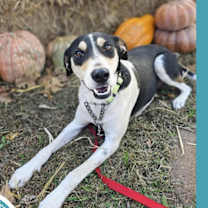 Thumbnail photo of Smokey 122025 #1