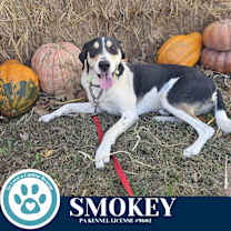 Thumbnail photo of Smokey 122025 #2