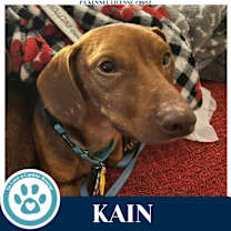 Kain (The K-pack) 122025