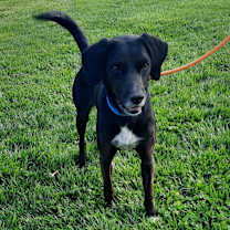 Thumbnail photo of Merlin #1