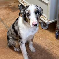 Thumbnail photo of Cayman #2