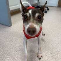 Thumbnail photo of Wayne the Wizard #3