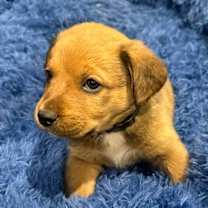 Thumbnail photo of Peanut #2