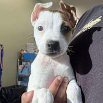 Thumbnail photo of Cassidy #2