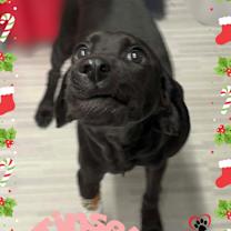 Thumbnail photo of Tinsel #3