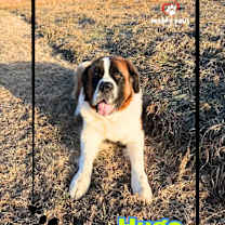 Thumbnail photo of Hugo (Courtesy Post) #4