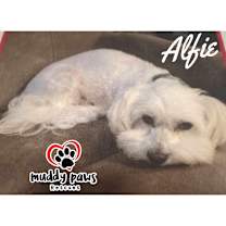 Thumbnail photo of Alfie #1