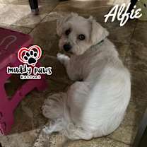 Thumbnail photo of Alfie #2
