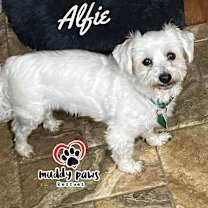 Thumbnail photo of Alfie #3