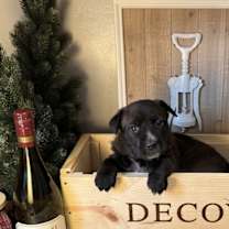 Thumbnail photo of Malbec (Wine Litter) #3