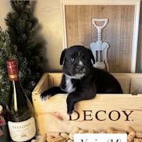 Thumbnail photo of Noir (Wine Litter) #3