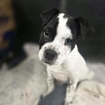 Thumbnail photo of Misty #1