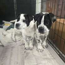 Thumbnail photo of Misty #2