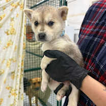 Thumbnail photo of Thistle #1