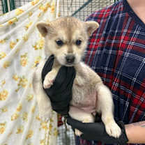 Thumbnail photo of Thistle #2