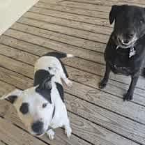 Thumbnail photo of Marshall #4