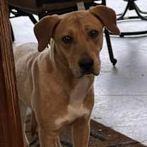 Thumbnail photo of Cedar #1