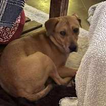 Thumbnail photo of Cedar #2