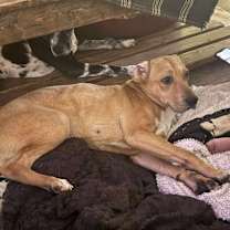 Thumbnail photo of Cedar #3