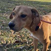 Thumbnail photo of WIllow #1