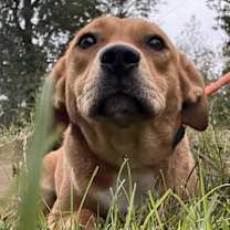 Thumbnail photo of WIllow #2