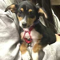 Thumbnail photo of Kiplin AKA Kip #1