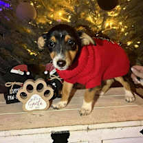 Thumbnail photo of Kiplin AKA Kip #2