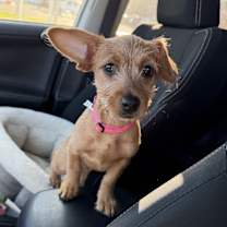 Thumbnail photo of Baklava #1