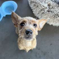 Thumbnail photo of Baklava #2