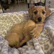 Thumbnail photo of Baklava #3