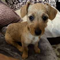 Thumbnail photo of Baklava #4