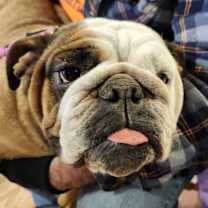 Thumbnail photo of Strawberry #1