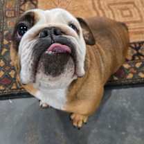 Thumbnail photo of Strawberry #3