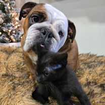 Thumbnail photo of Strawberry #4