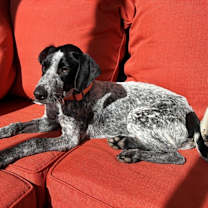 Thumbnail photo of Gentry #2