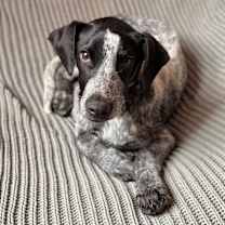 Thumbnail photo of Gentry #3