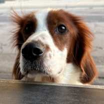 Thumbnail photo of Available for Adoption - Goose (located in MN, USA) #1