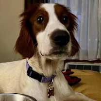 Thumbnail photo of Available for Adoption - Goose (located in MN, USA) #2