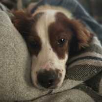 Thumbnail photo of Available for Adoption - Goose (located in MN, USA) #3