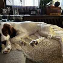 Thumbnail photo of Available for Adoption - Goose (located in MN, USA) #4