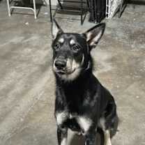 Thumbnail photo of Blitz #2