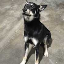 Thumbnail photo of Blitz #3