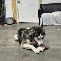 Thumbnail photo of Fizzy #4