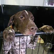 Thumbnail photo of Gladiator #1