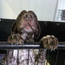 Thumbnail photo of Gladiator #2