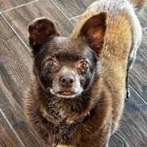 Thumbnail photo of Rumble #1