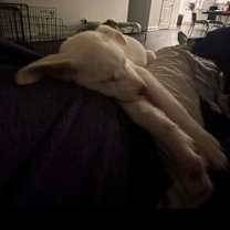 Thumbnail photo of Indy aka Mistletoe #4