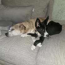 Thumbnail photo of Billie Holiday #3