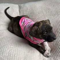 Thumbnail photo of Truffle F  (Itty Bitty Litter 2025) #3